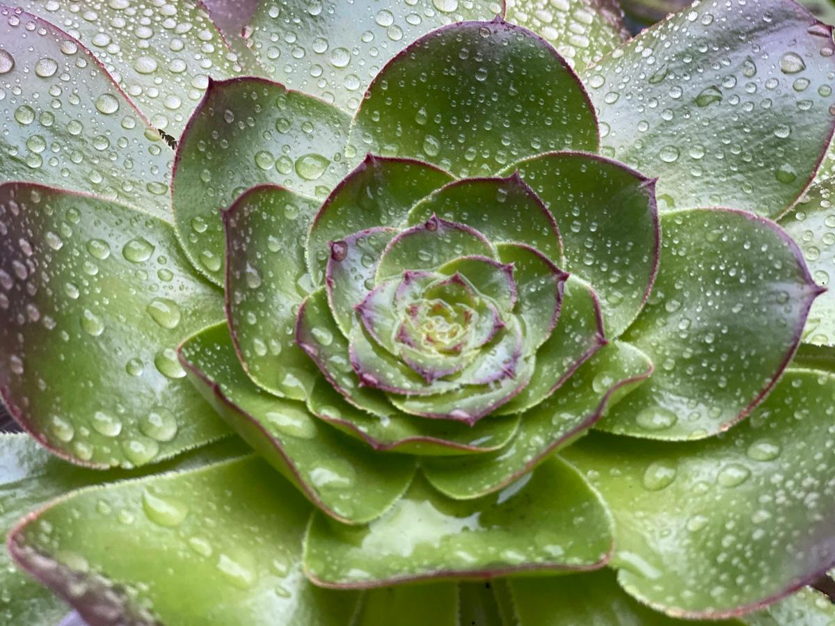 2020-03-25_water-droplets-on-green-leaf-cbe_ysovcbu.jpg