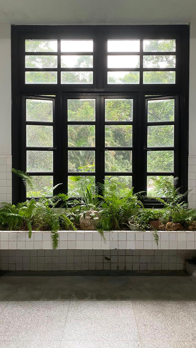 2020-12-07_green-plants-on-white-ceramic-pot-beside-black-wooden-window-nhfpb-focym.jpg