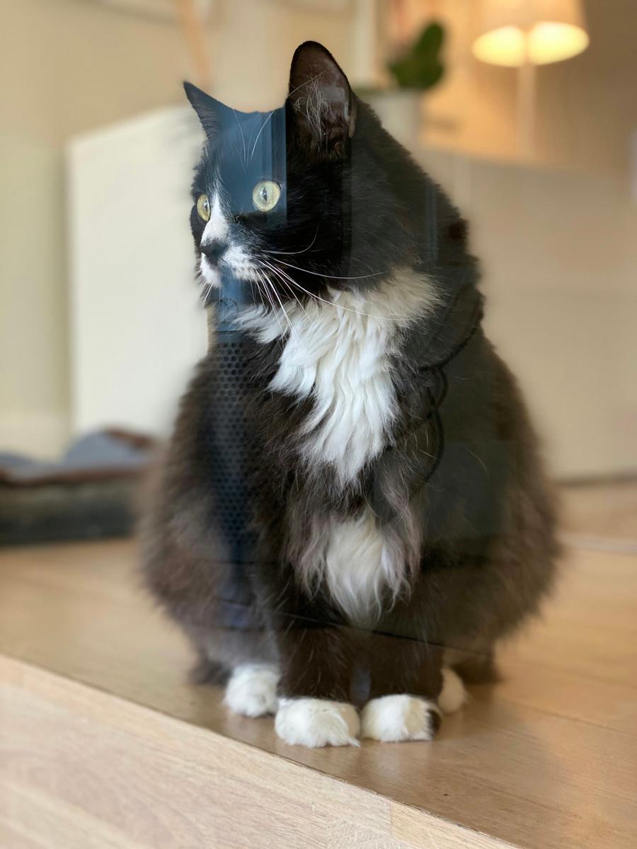 2019-10-26_black-and-white-tuxedo-cat-sitting-on-wooden-floor-hxvlluyxox8.jpg