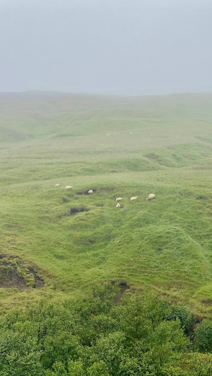 2022-07-26_a-group-of-sheep-grazing-in-a-field-7ft-3-qnv3y.jpg