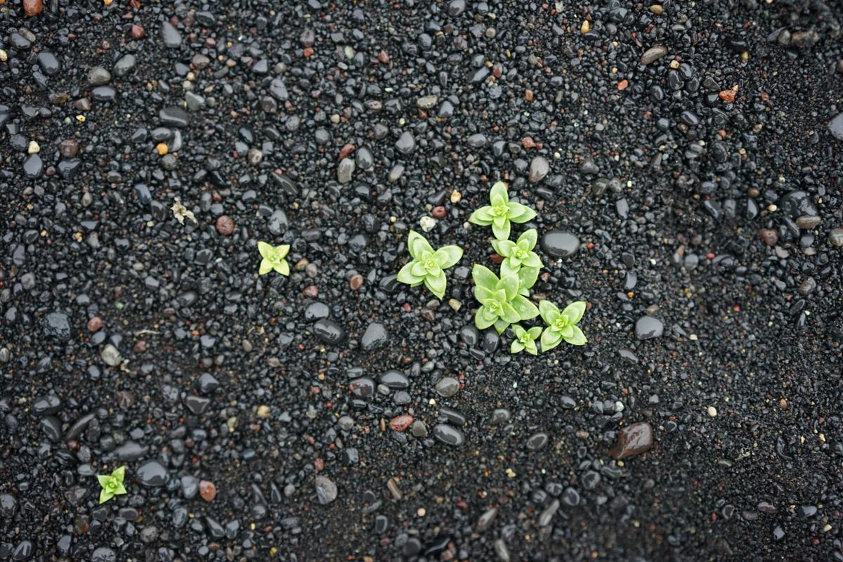 2022-07-26_a-group-of-small-plants-growing-in-the-dirt-03oij6vqgpe.jpg