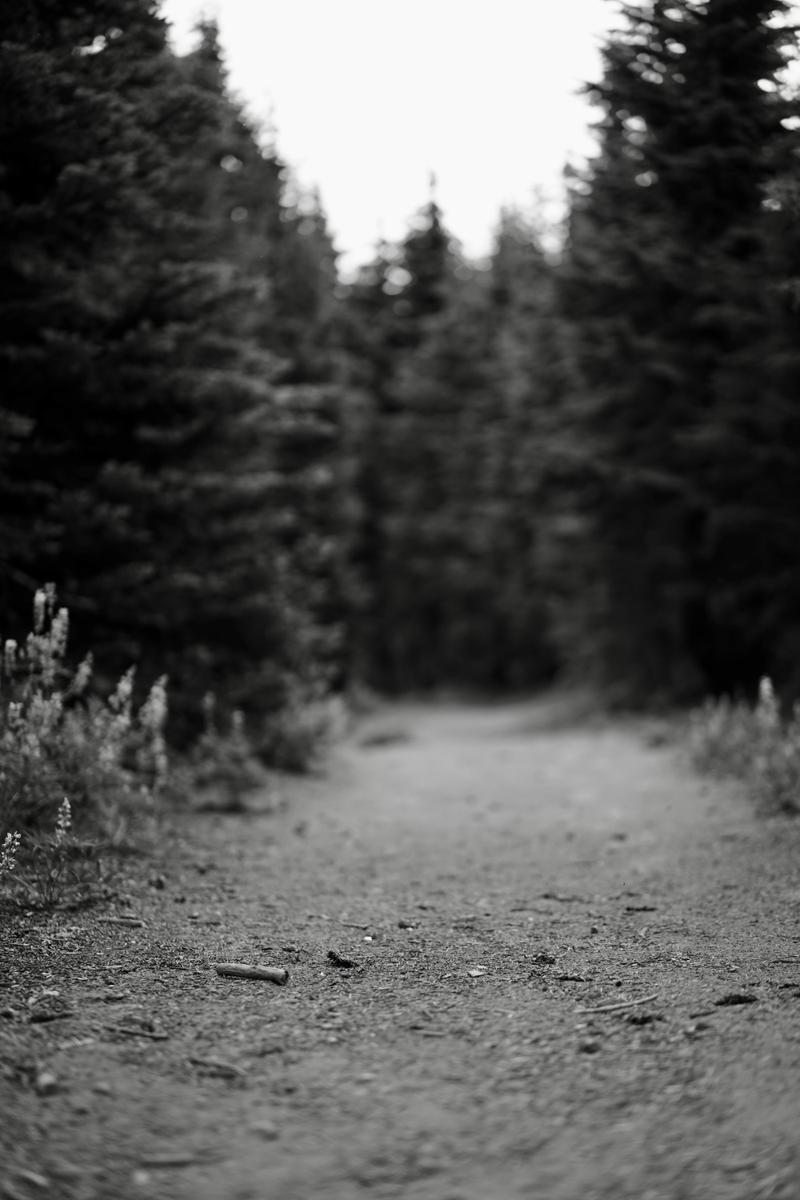 2022-08-19_a-dirt-road-with-trees-on-either-side-of-it-egwimak2nog.jpg