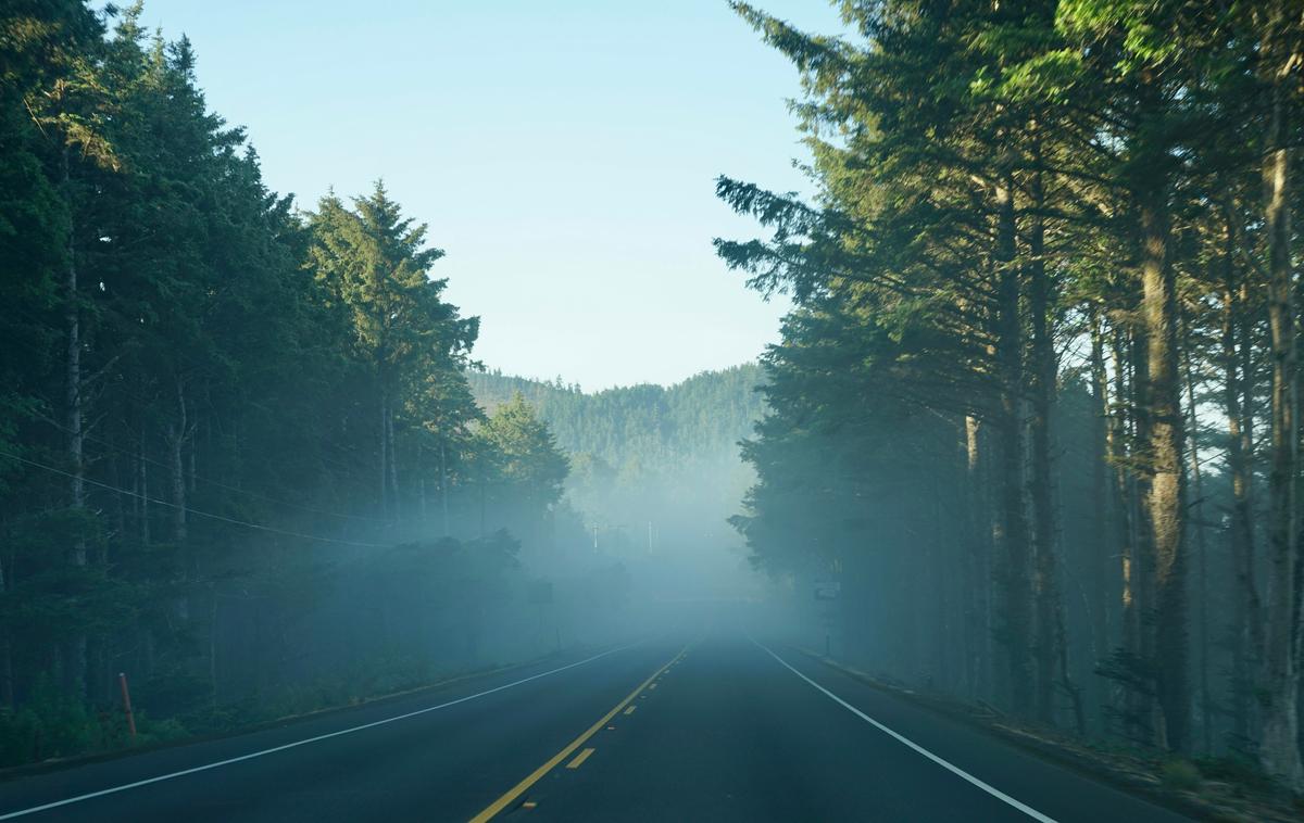 2022-08-07_a-road-with-trees-on-the-side-iye6ndrzz2m.jpg