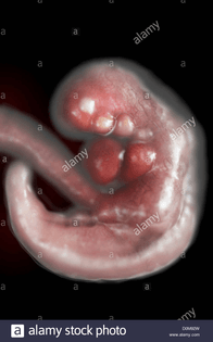 fetus-in-utero-fetal-development-approx-week-4-d0m92w.jpg