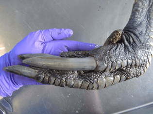 dinosaur-successfully-cloned-actually-the-claw-of-a-cassowary_a41c5f_6.jpg