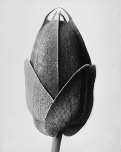 karl-blossfeldt-passion-flower.jpg