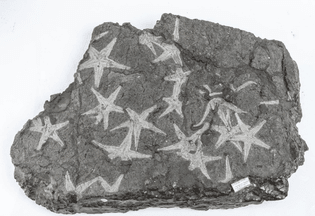 Starfish imprint, dating from the Jurassic period