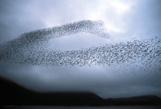 Swarm Behavior