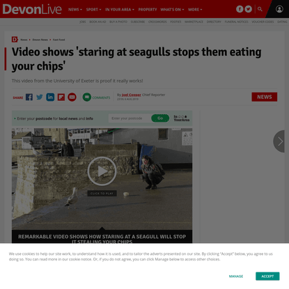 Video shows 'staring at seagulls stops them eating your chips'
