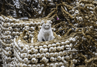 “🇦🇷 A cat sits on heads of garlic at a stall of the Central Market in Tapiales, Buenos Aires”