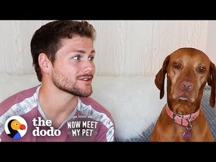 Dog Is NOT Impressed By Her Comedian Dad Drew Lynch | The Dodo You Know Me Now Meet My Pet