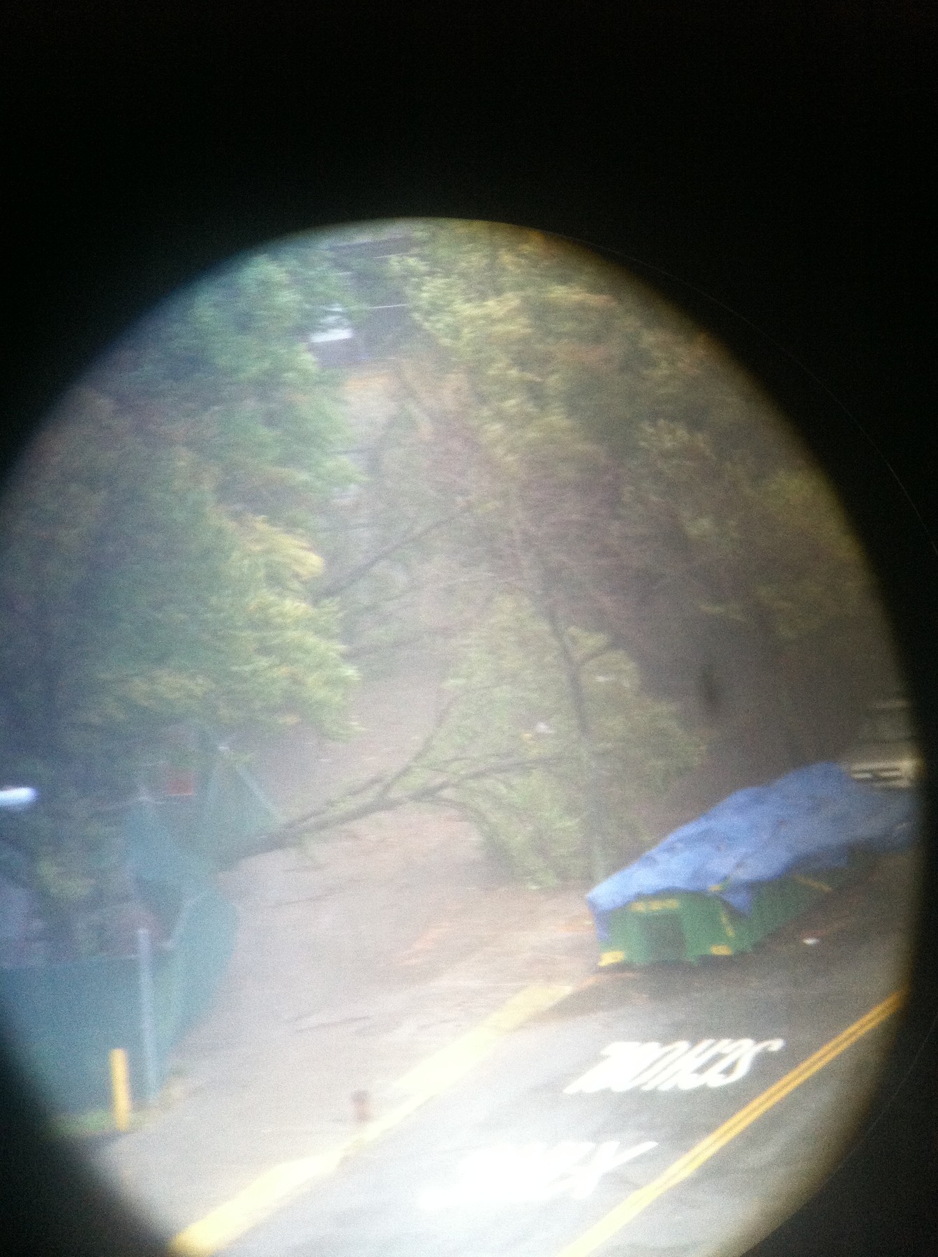 Trees on their knees