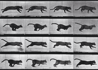 A Cat Running. Collotype After Eadweard Muybridge, 1887
