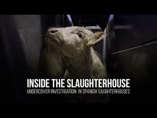 Inside the slaughterhouse. Undercover investigation in spanish slaughterhouses.