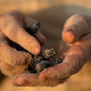 ⁣A child holds a newly-hatched baby sea turtle at a beach near Mikhmoret north of Tel Aviv, Israel. ⠀ ⠀ ⠀ It was born at a p...