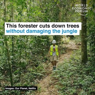 This man is logging the forest in a way that help trees and animals thrive. Watch our latest video collaboration with @WWF #...