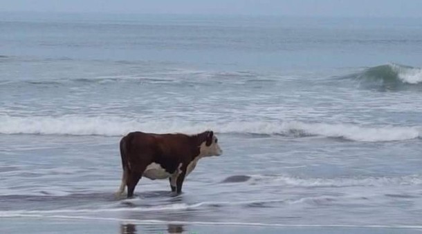 why-is-there-a-lonely-cow-at-the-beach-309718.jpg