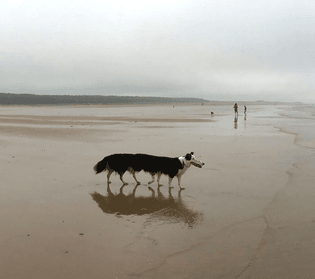 5ca5b447b4129-panorama-pictures-photobombed-by-animals-97-5c6d7bcdcdc63__700-1.jpg
