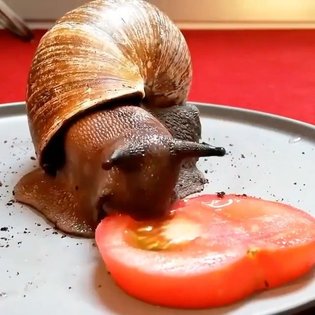 Brunch 🥰 via @jasoncampbellstudioisback 🐌🍅 by @insect_house
