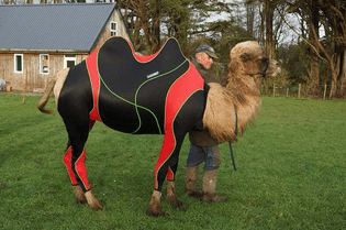 camel yoga