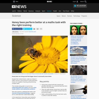 Honey bees perform better at a maths task with the right training - Science News - ABC News