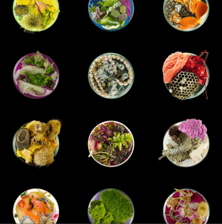 06-vanitas-in-a-petri-dish-grid-suzanne-anker.jpg