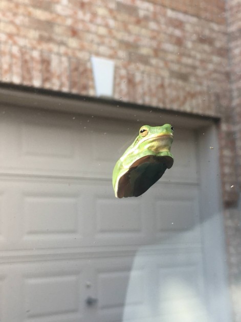 Frog and windshield 1