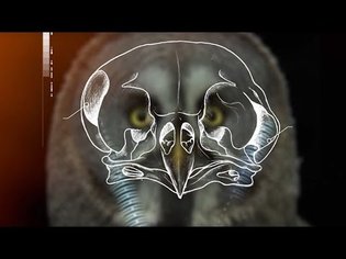 How Does An Owl's Hearing Work? | Super Powered Owls | BBC