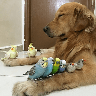 bob-golden-retriever-sao-paulo-291-600x600.jpg
