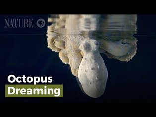 Octopus Dreaming