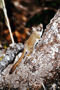 microcebus-murinus.jpg