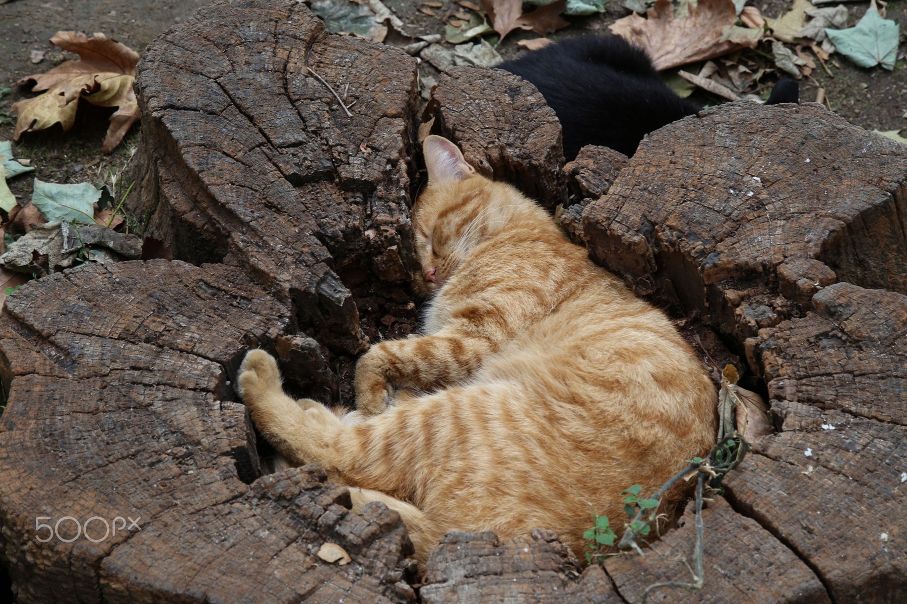 Cat in stump