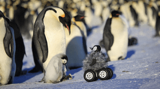 Remote-controlled roving camera camouflaged as a penguin chick in Adelie Land, Antarctica