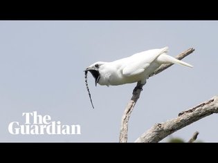 White bellbird: listen to the world's loudest bird call