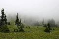 Mist Covering a Meadow under Forest Encroachment.jpg