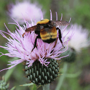 bumblebee-butt16.jpg