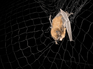 long-legged-bat-myotis-volans-in-mist-net_small-photo-by-p-cryan.jpg