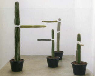 allora__calzadilla_growth_20064.jpg