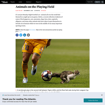 Photos: Animals on the Playing Field