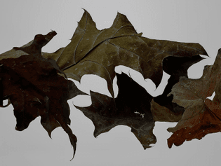 thomasdemonaco-four-chalked-leaves-1599x1200.jpg