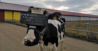 FFCE48A8-980F-4DA5-BF7B-187882A670F7 (Cows on Russian farm get fitted with VR goggles to increase milk production)