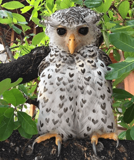 Spot-bellied eagle-owl with heart markings