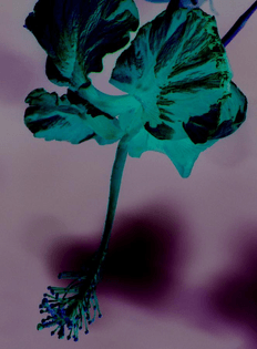 negative-flower-elizabeth-doran.jpg