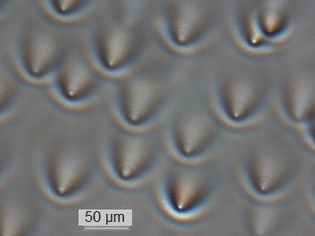 Optical waveguides formed in pure silica glass 