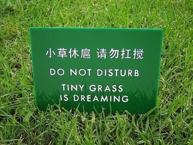dreaming-grass.jpg