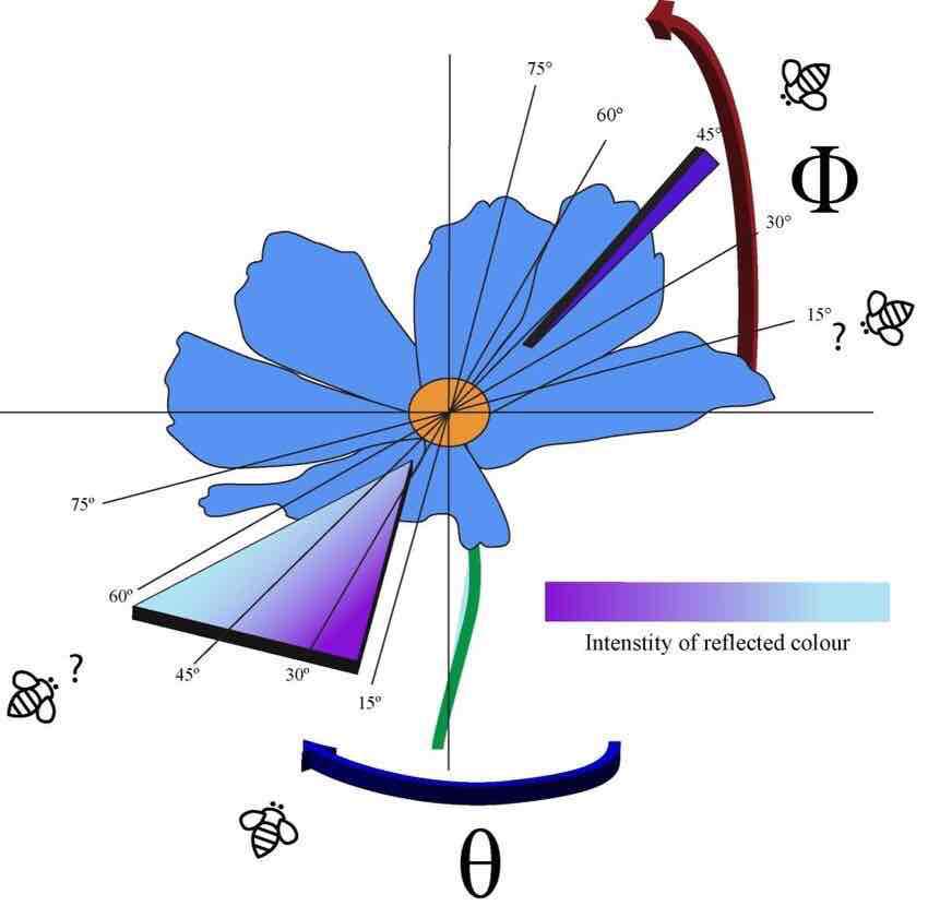 Diagram depicting a hypothetical flower whose color is the result of angle dependent and independent colors