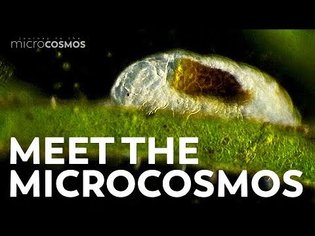 Meet the Microcosmos