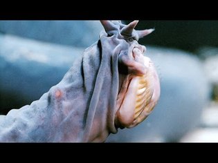 The Hagfish Is the Slimy Sea Creature of Your Nightmares