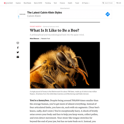 What Is It Like to Be a Bee? - Atlas Obscura - Pocket