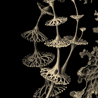 lichenes-from-art-forms-of-nature-by-ernst-haeckel-leggings.jpg